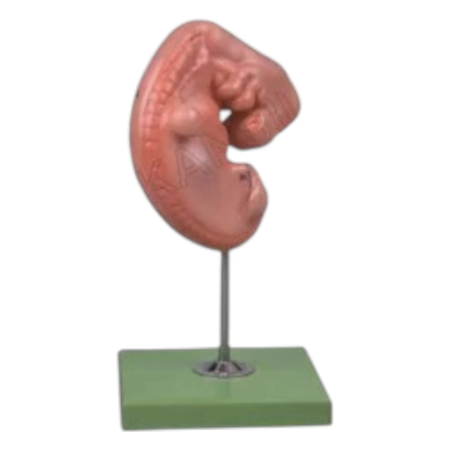 GD/A42004 Embryo Model