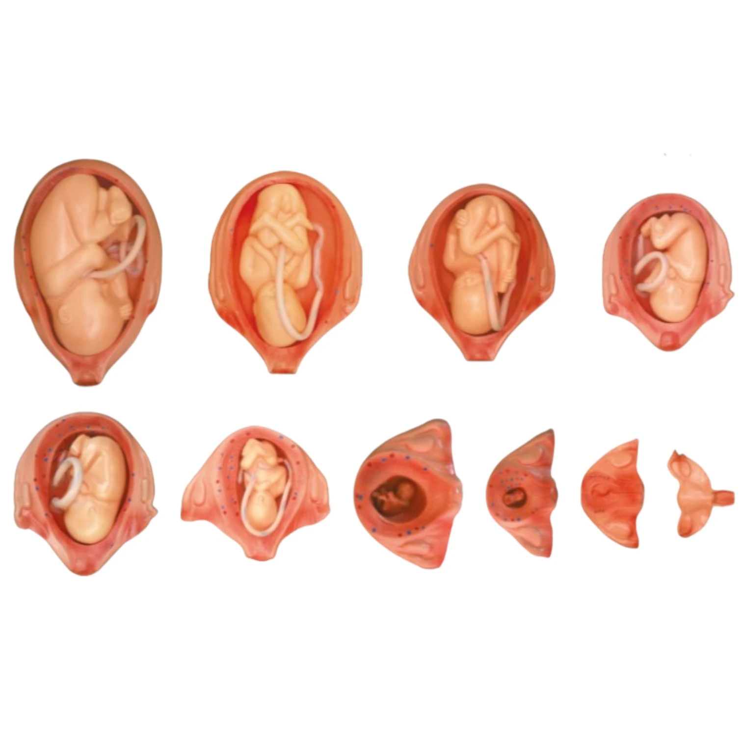 The Development Process of Fetus