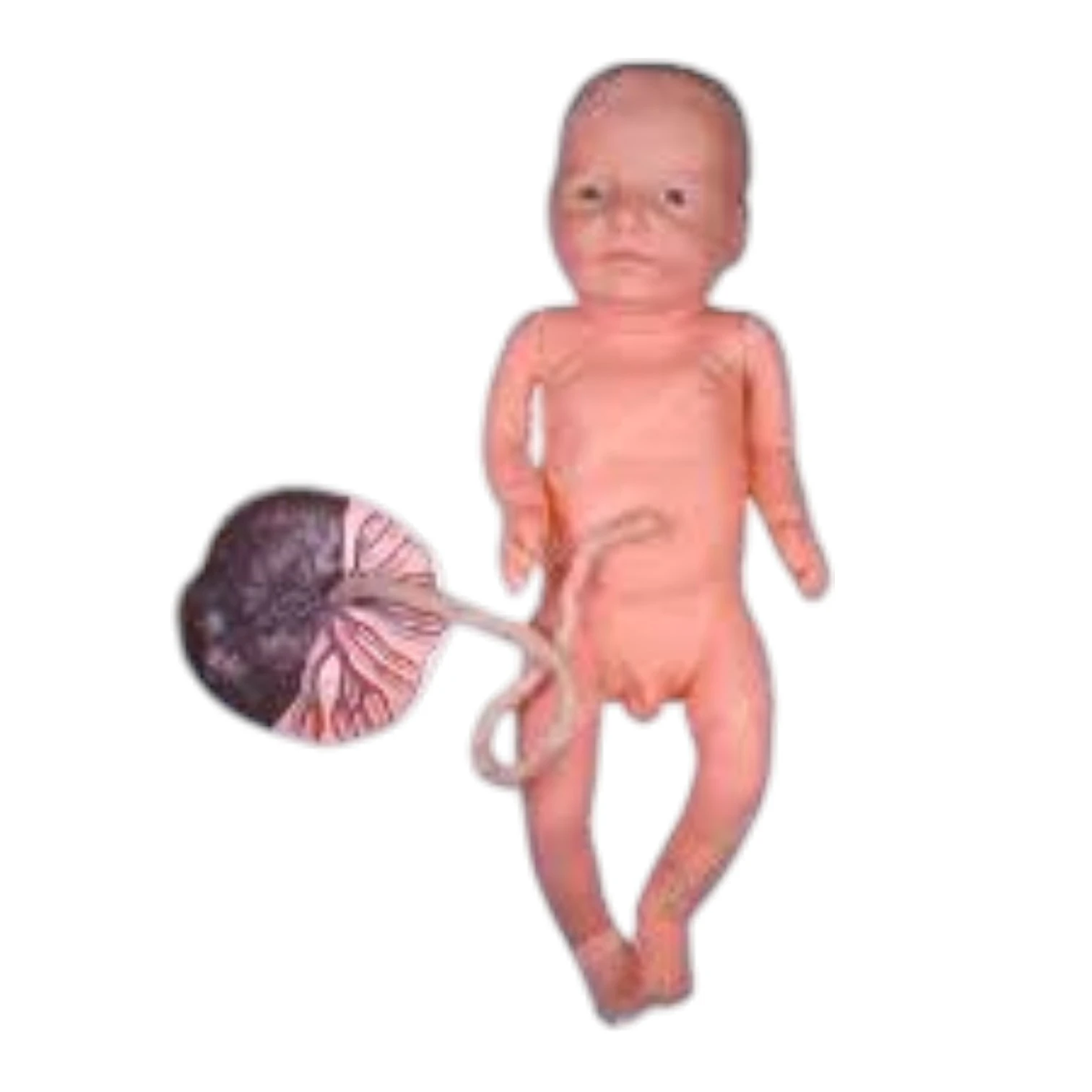 Newborn Baby Model with Placenta and Cord