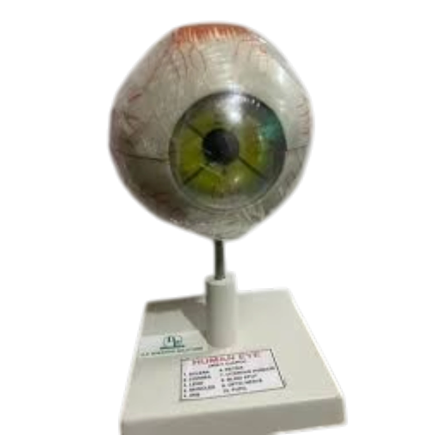 Eye Ball
