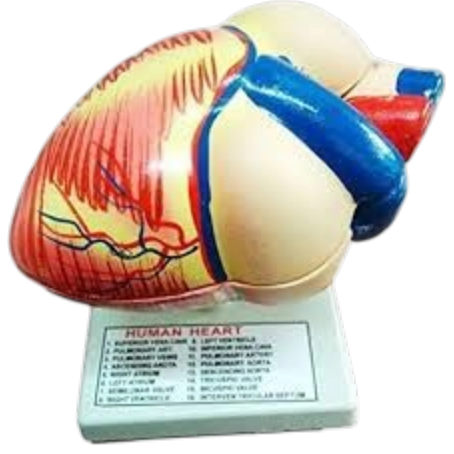 Human Heart
