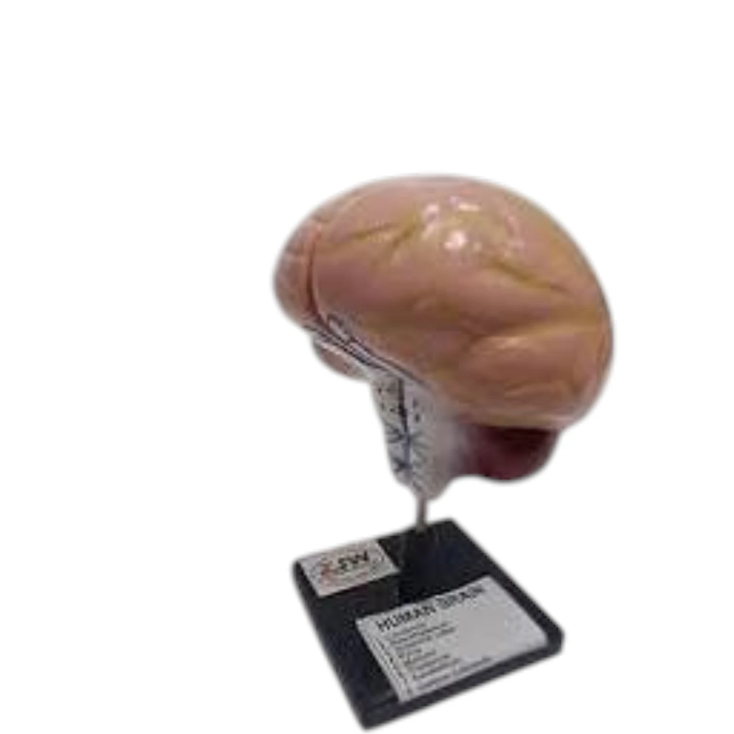 Human Brain