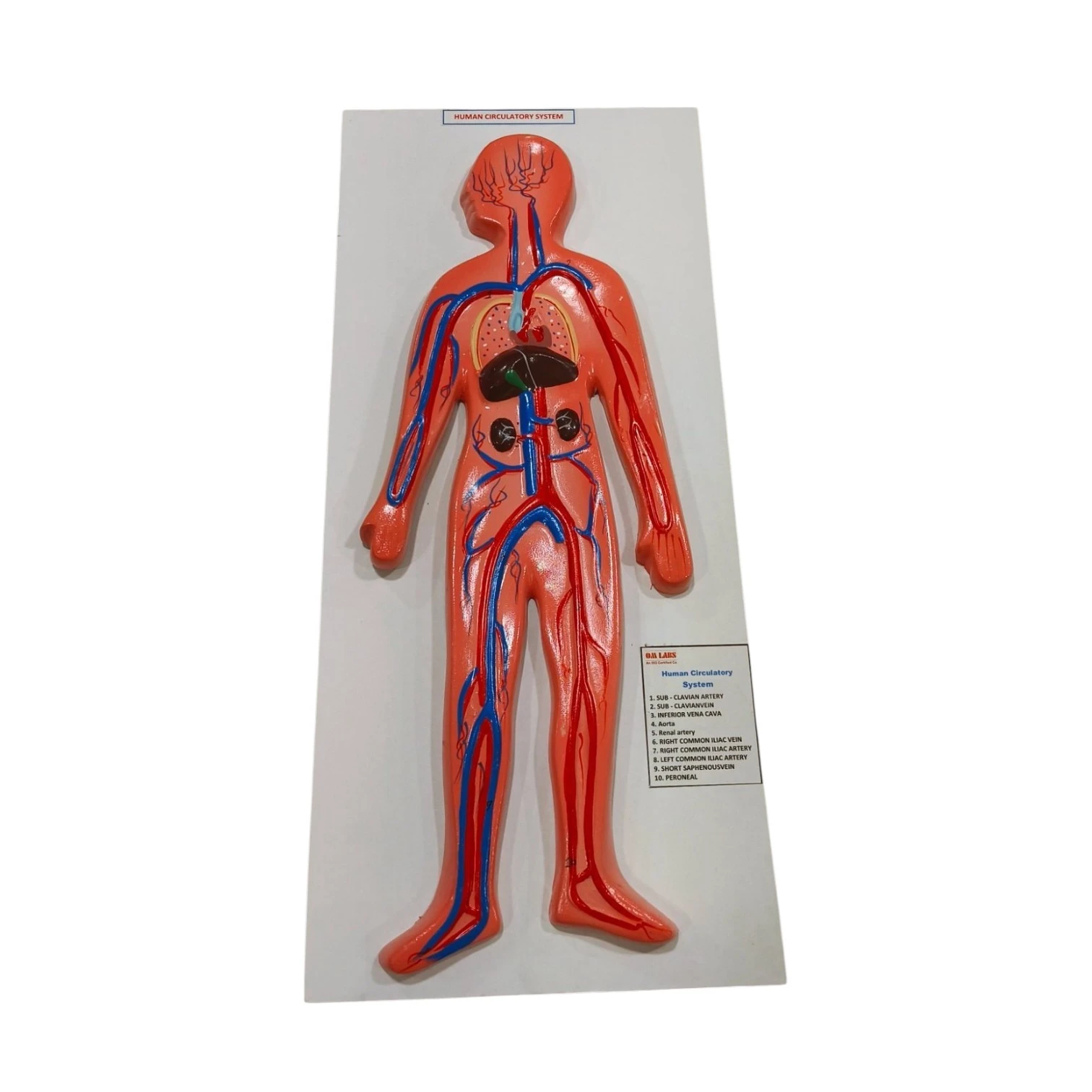 HA02D Circulatory System