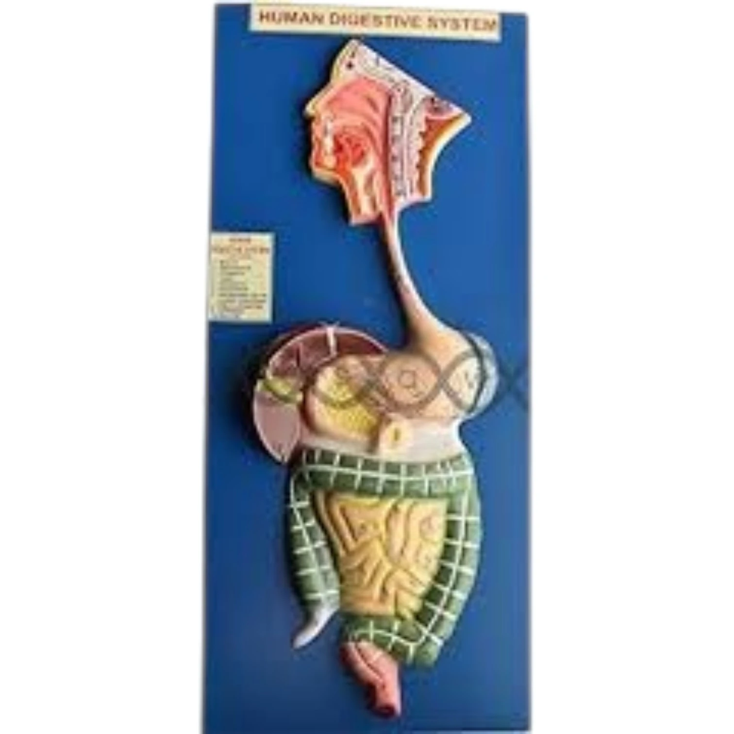 Digestive System