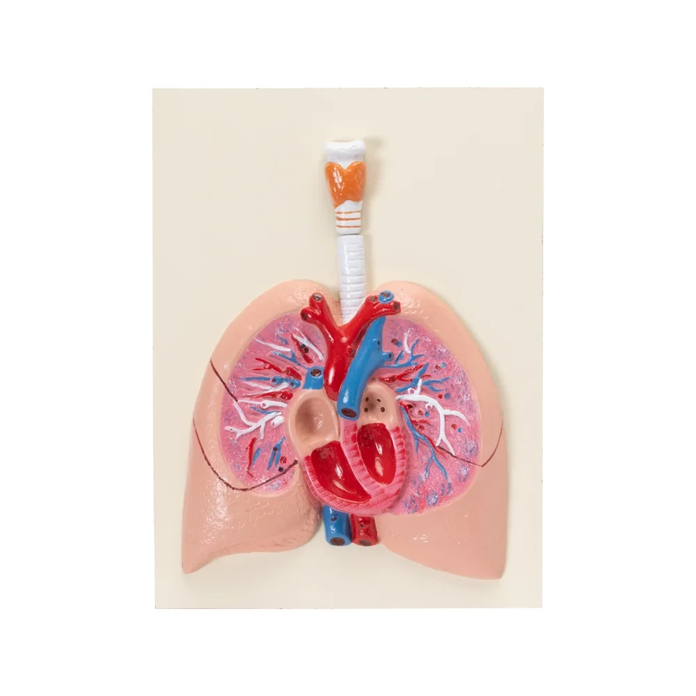 Lungs with Heart & Larynx