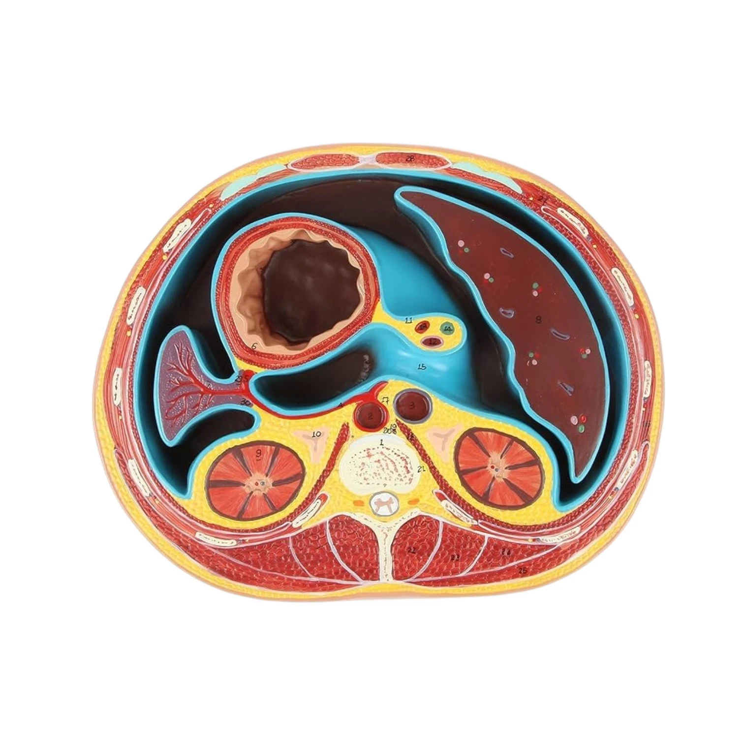 Abdomen Transverse Section at T12