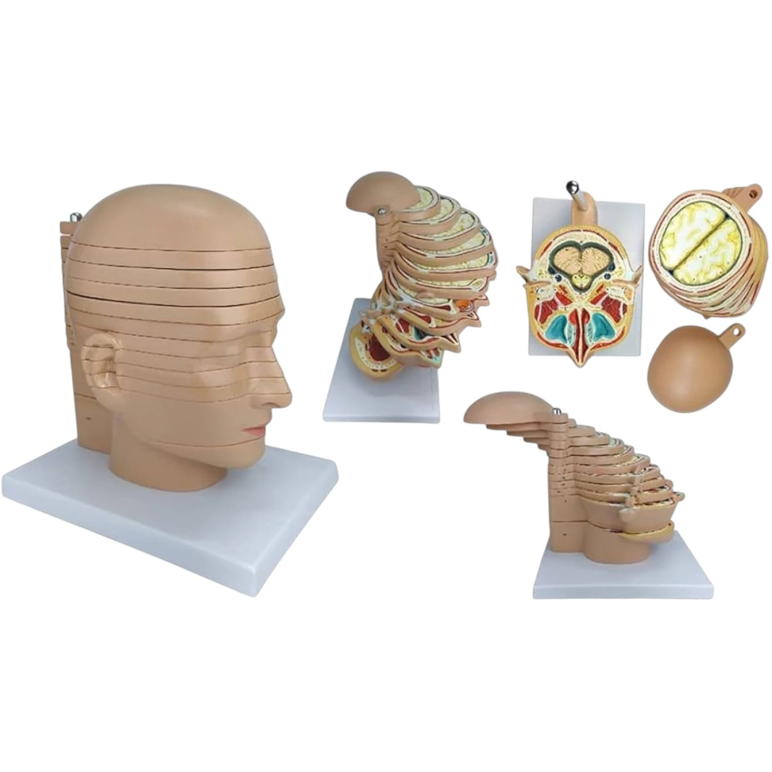 Sliced Head Model, 12 Slices