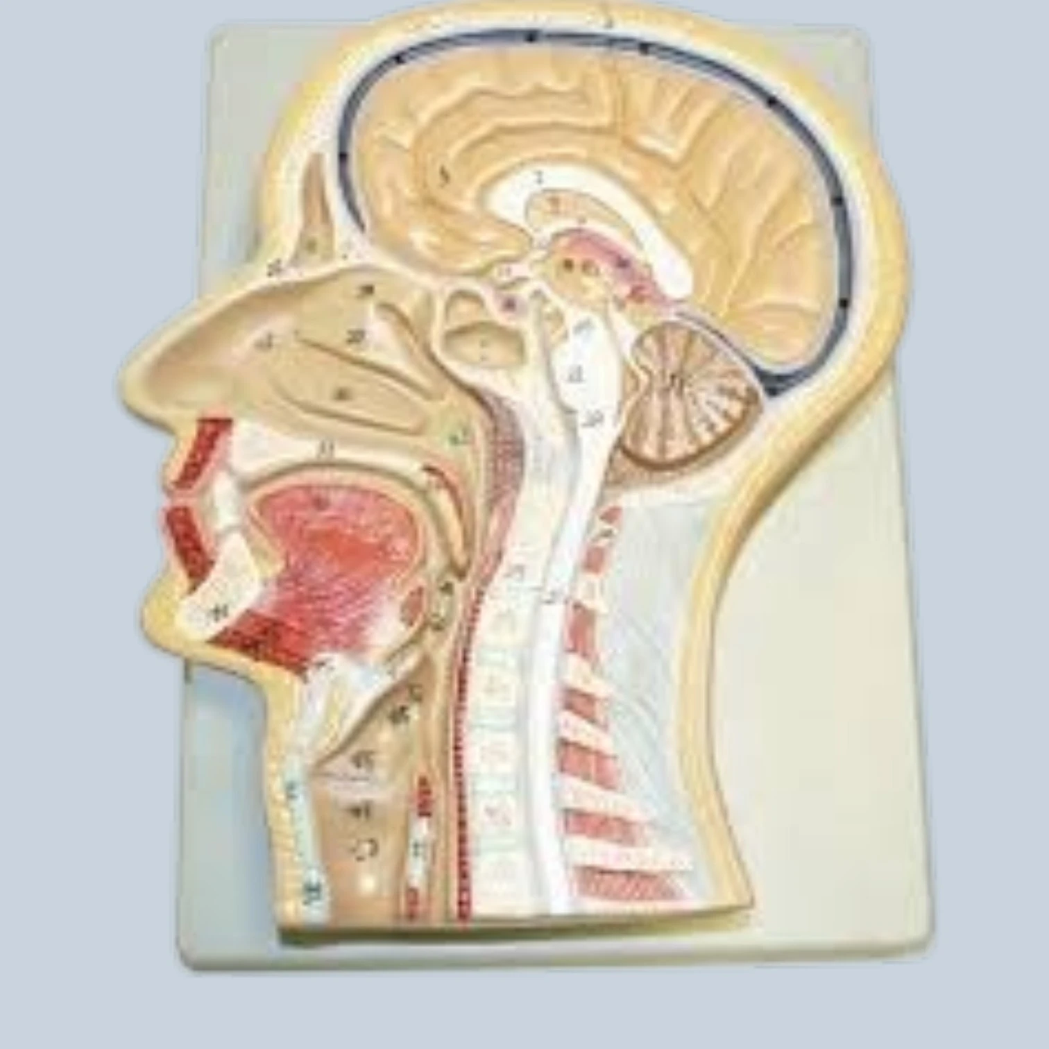Human Head Model Sagittal Section