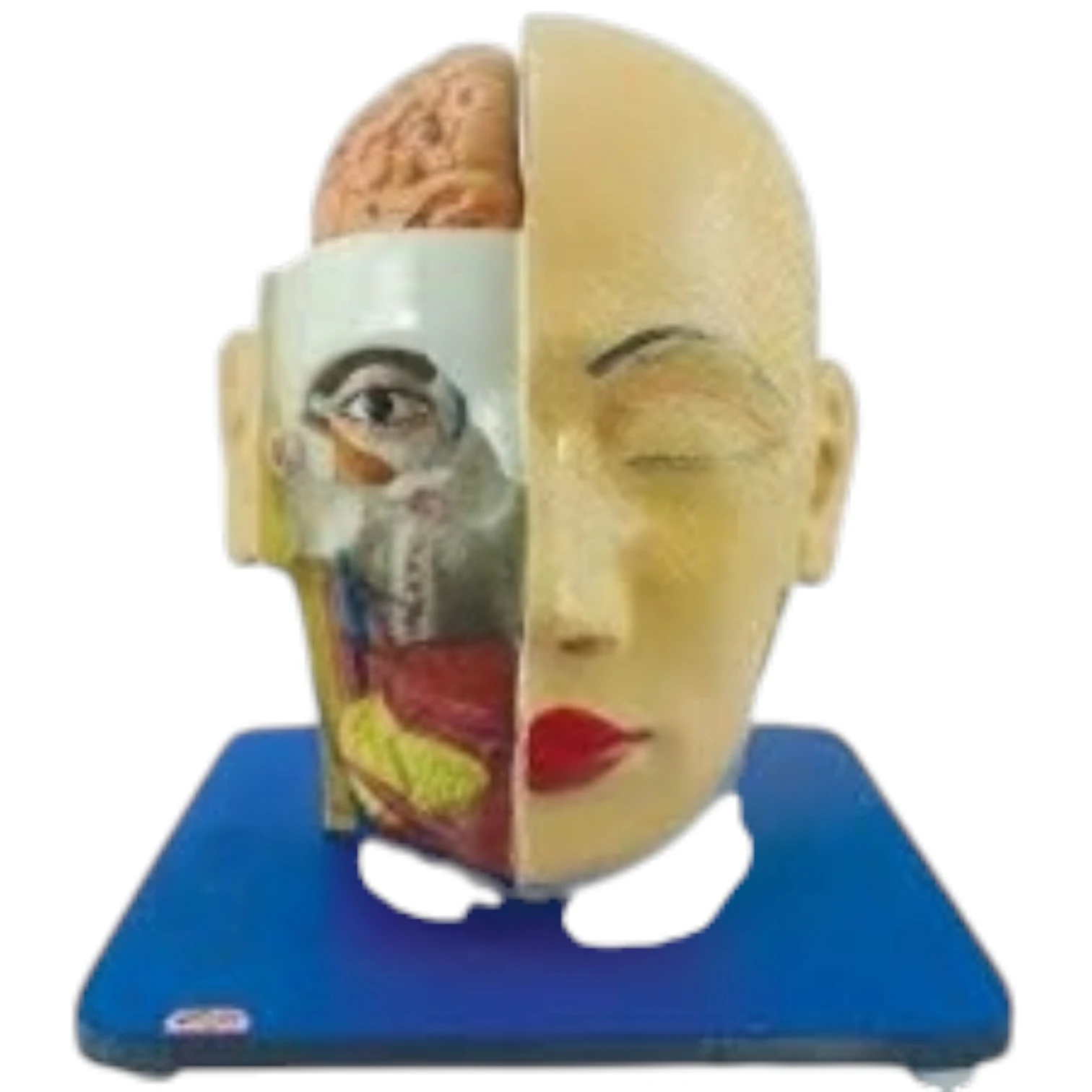 Head, Brain and Eye