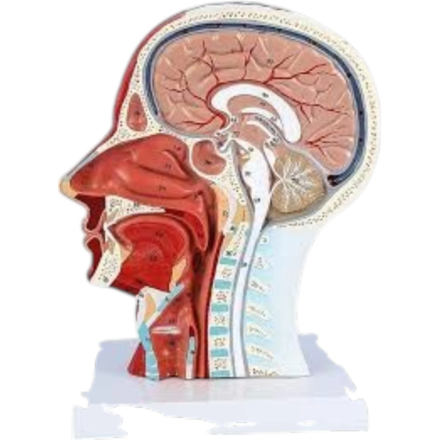 Half Head Model with Nerves & Vessels