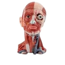 Head, Brain & Neck with Muscles