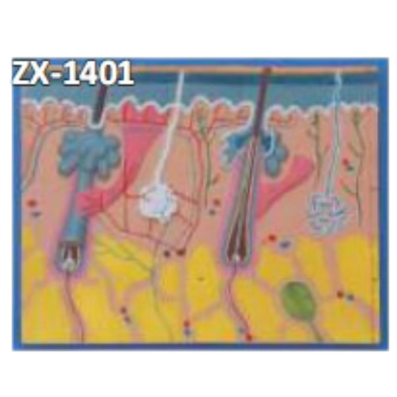 Human Skin Section Model with Hair Follicle & Sweat Glands