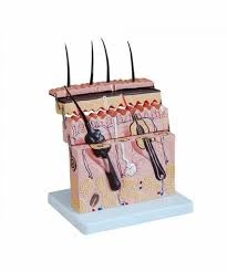 Human Skin Cross-Section Model
