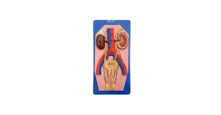 Human Excretory System Model