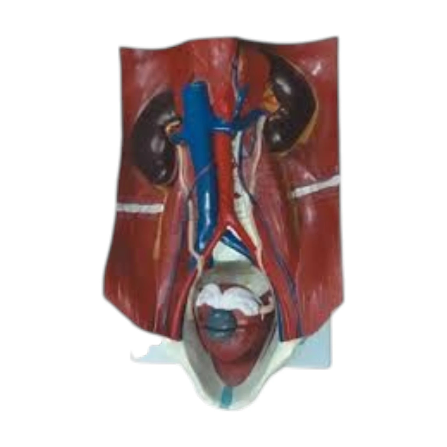 Human Urinary System Anatomy Model for Nursing Education