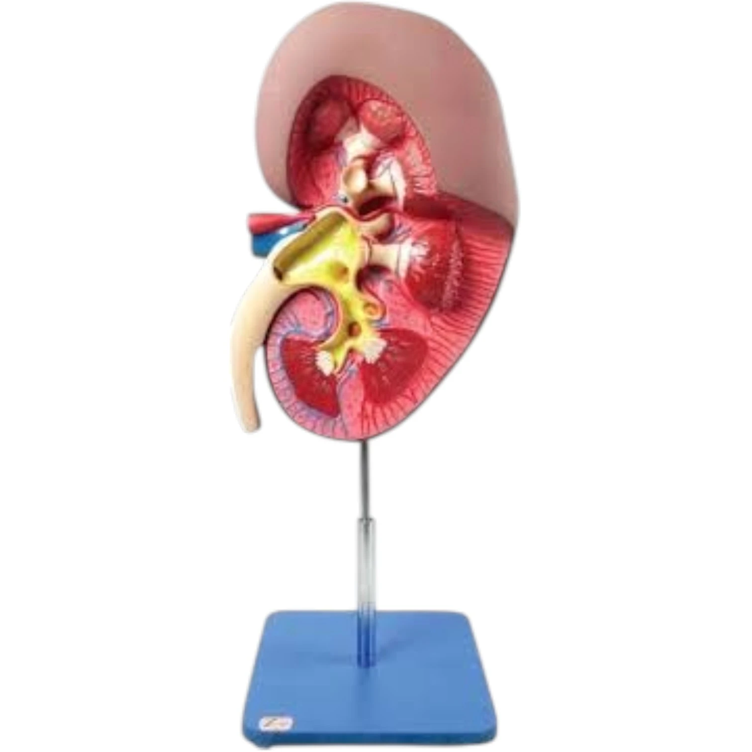 Human Kidney Anatomy Model