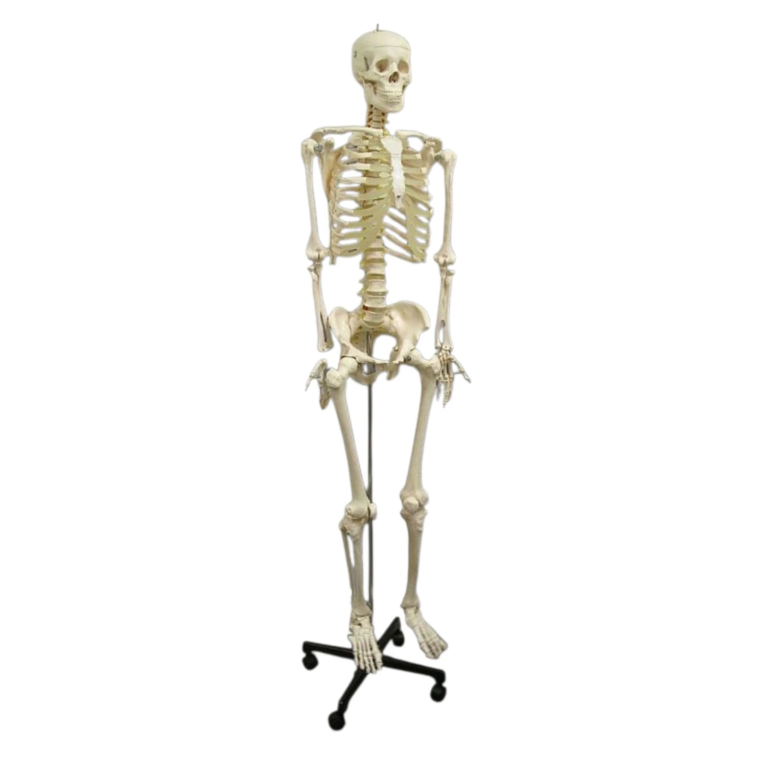 Human skeleton