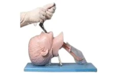 Child Tracheal Intubation Model for Pediatric Airway Management Training