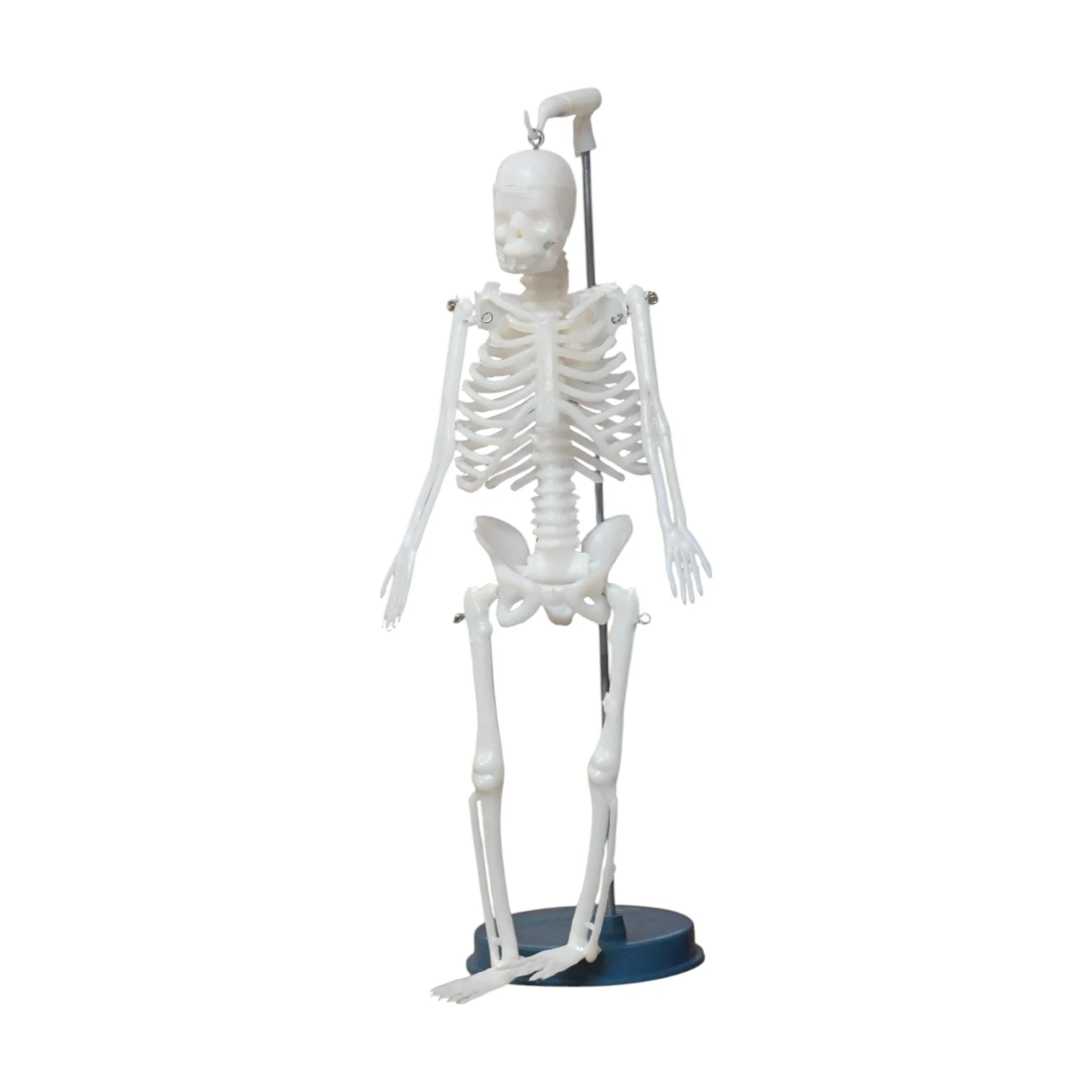 Human Skeleton Small size