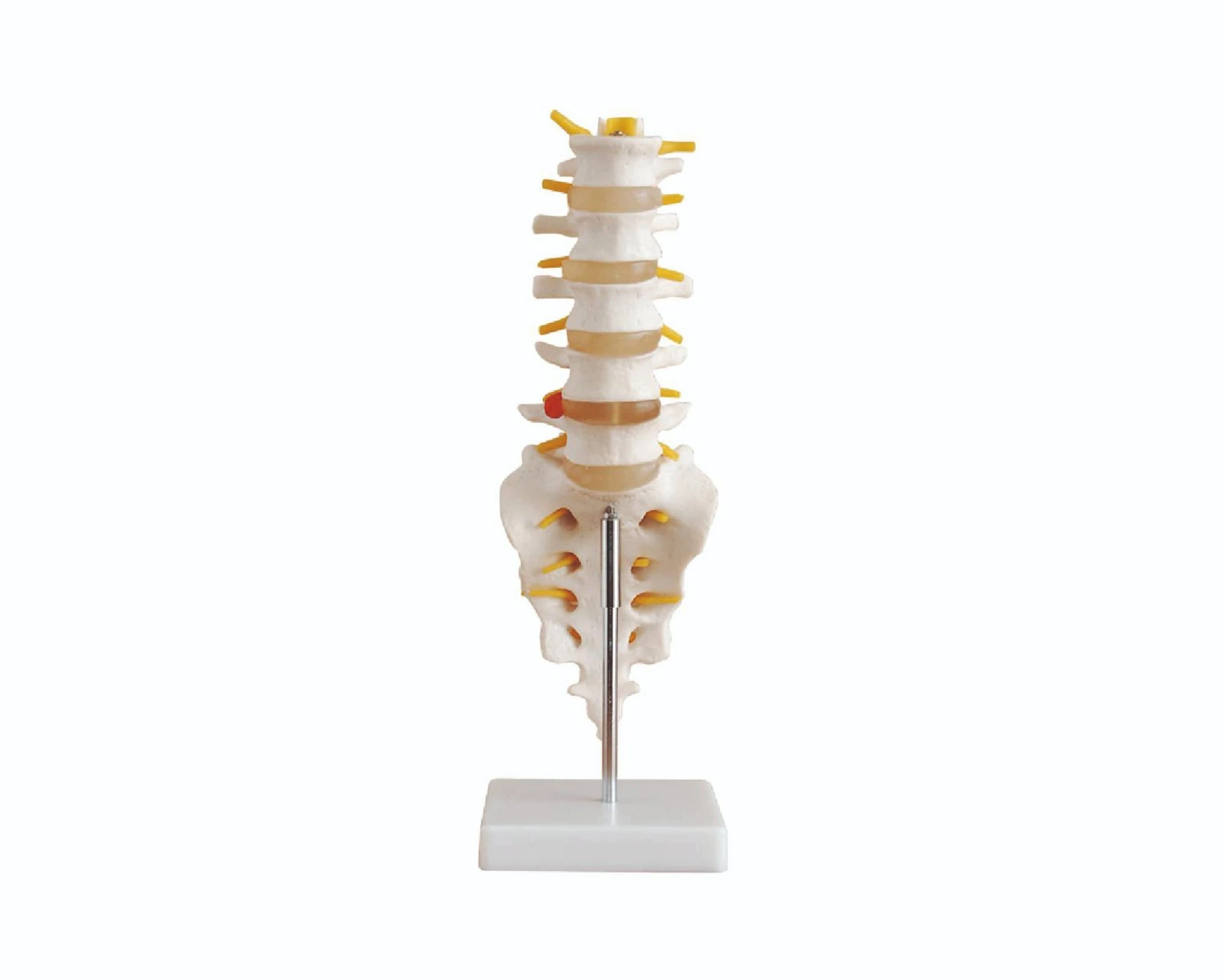 Lumbar Vertebrae with Sacrum Bone