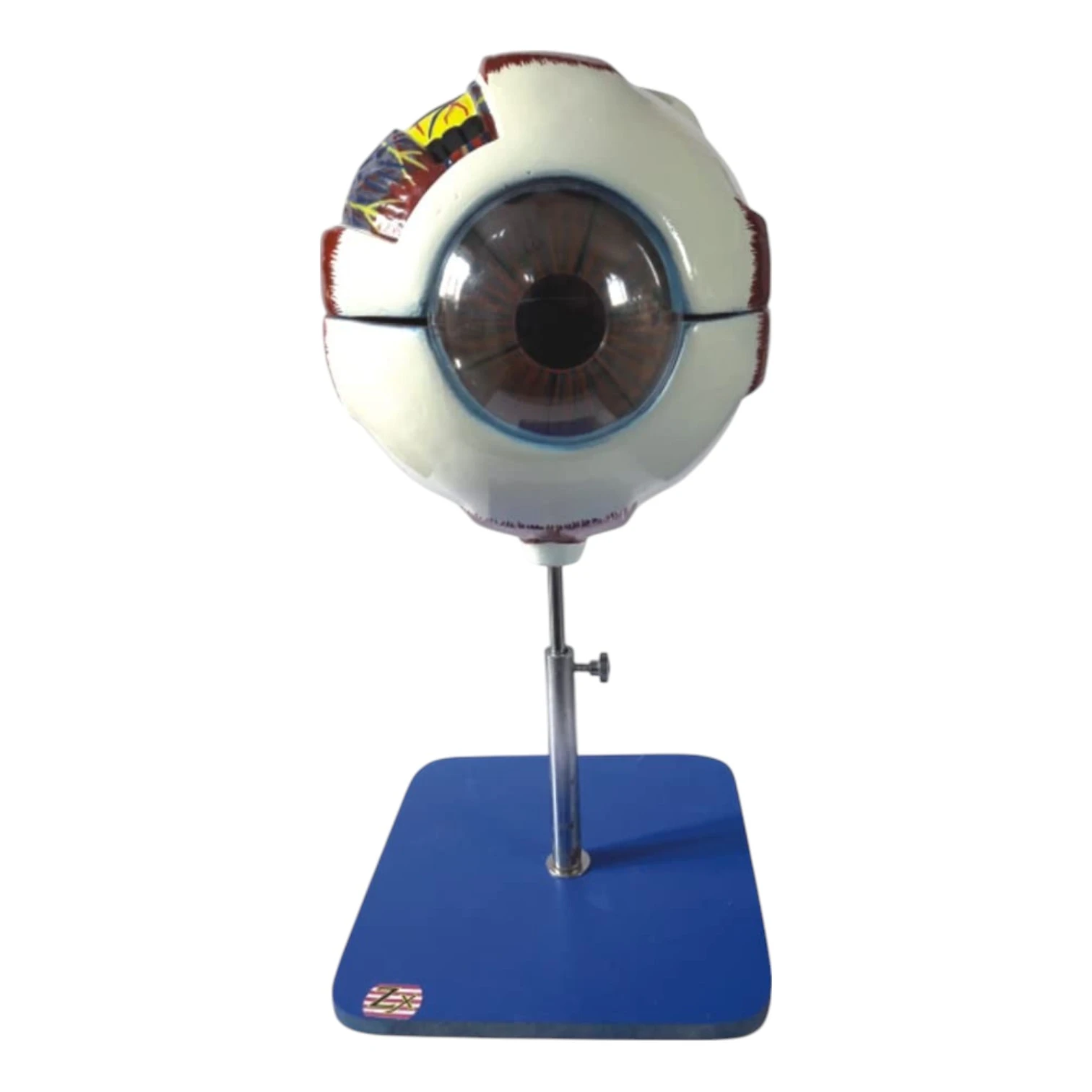 ZX-1410 Eye Model on Stand