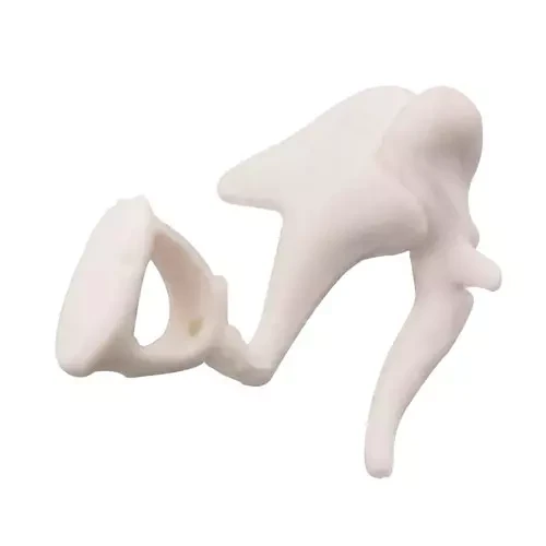 ZX-1436 Auditory Bones, Enlarged