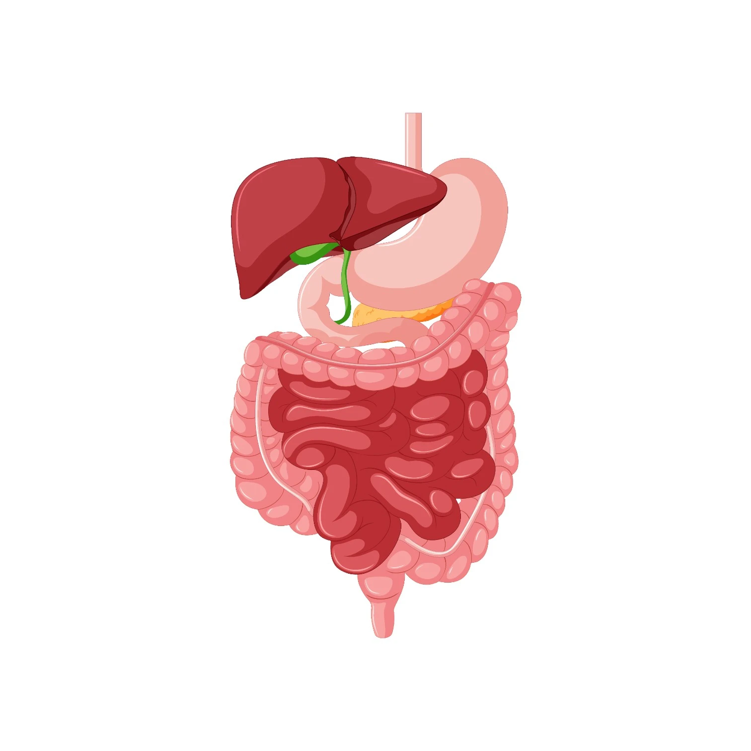 Anatomy Wall Mount Sticker 12'x18''