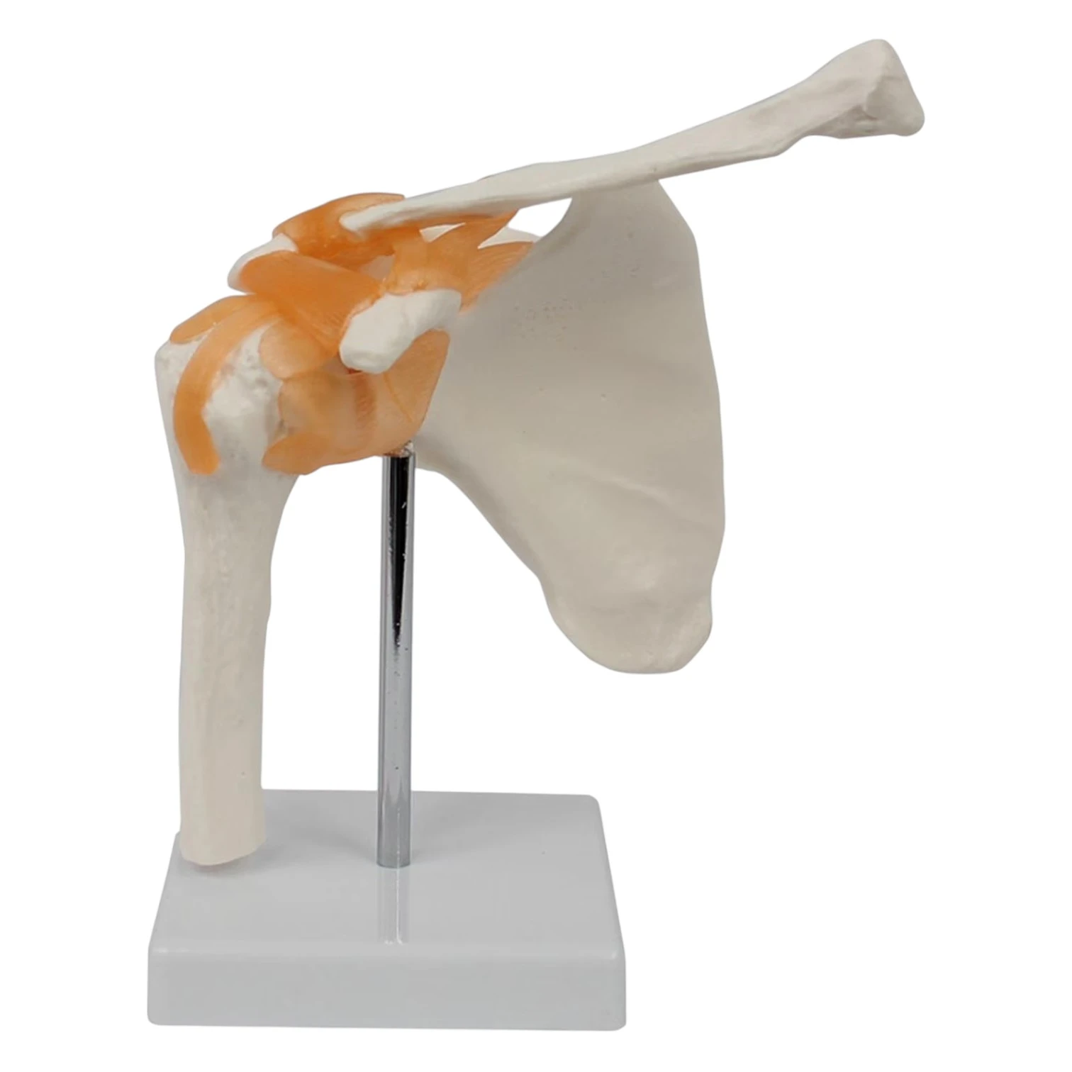 Skeleton (shoulder joints )