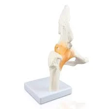 Hip Joint