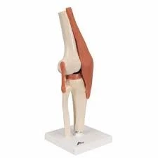 Knee Joint