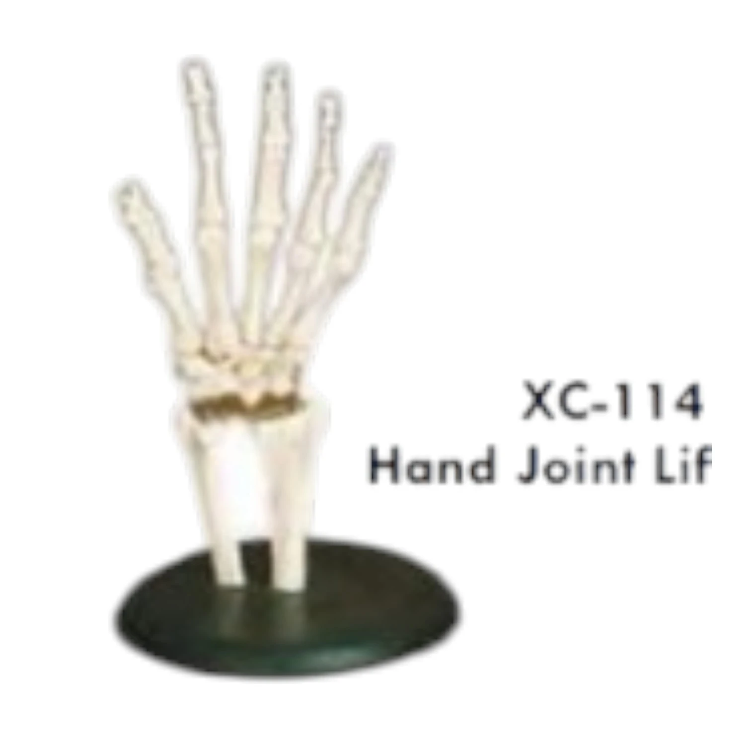 Hand Joint