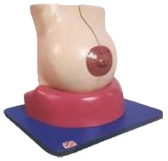 Anatomical Breast Model