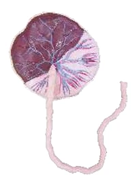 Placenta Model with Umbil...