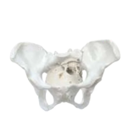 Birth Demonstration Model