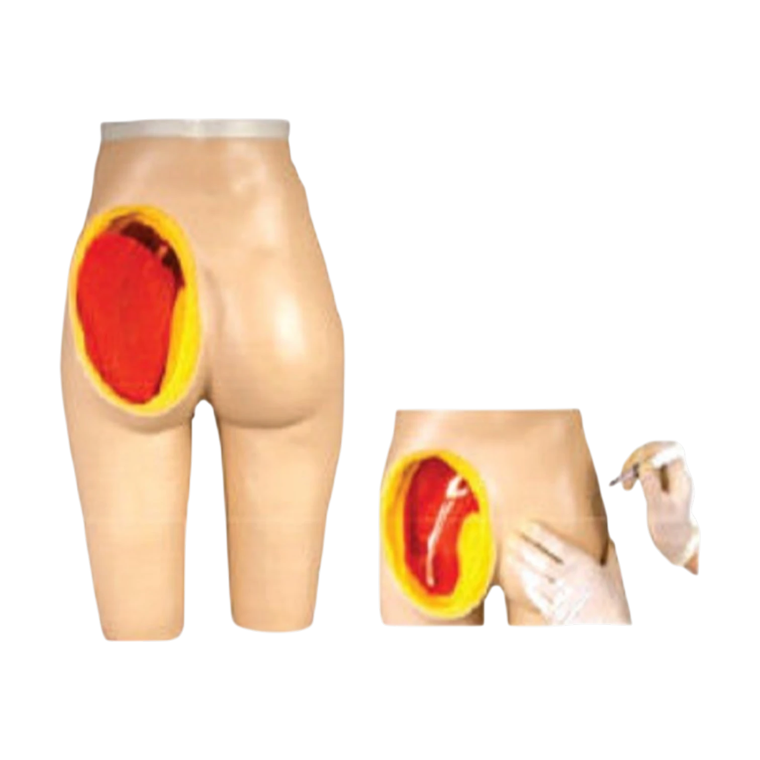 Adult Intramuscular injection Training Manikin