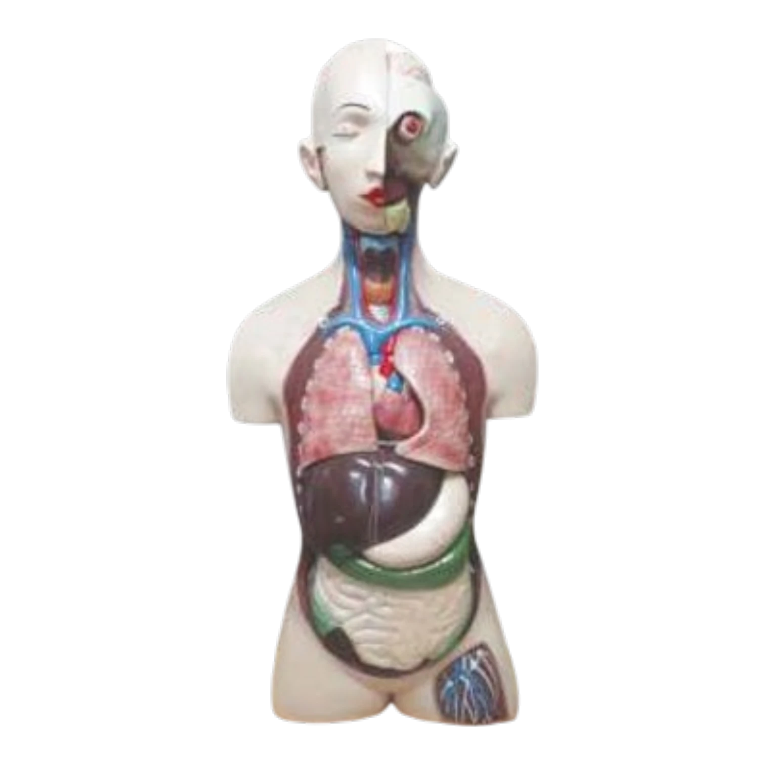 HUMAN BODY TORSO