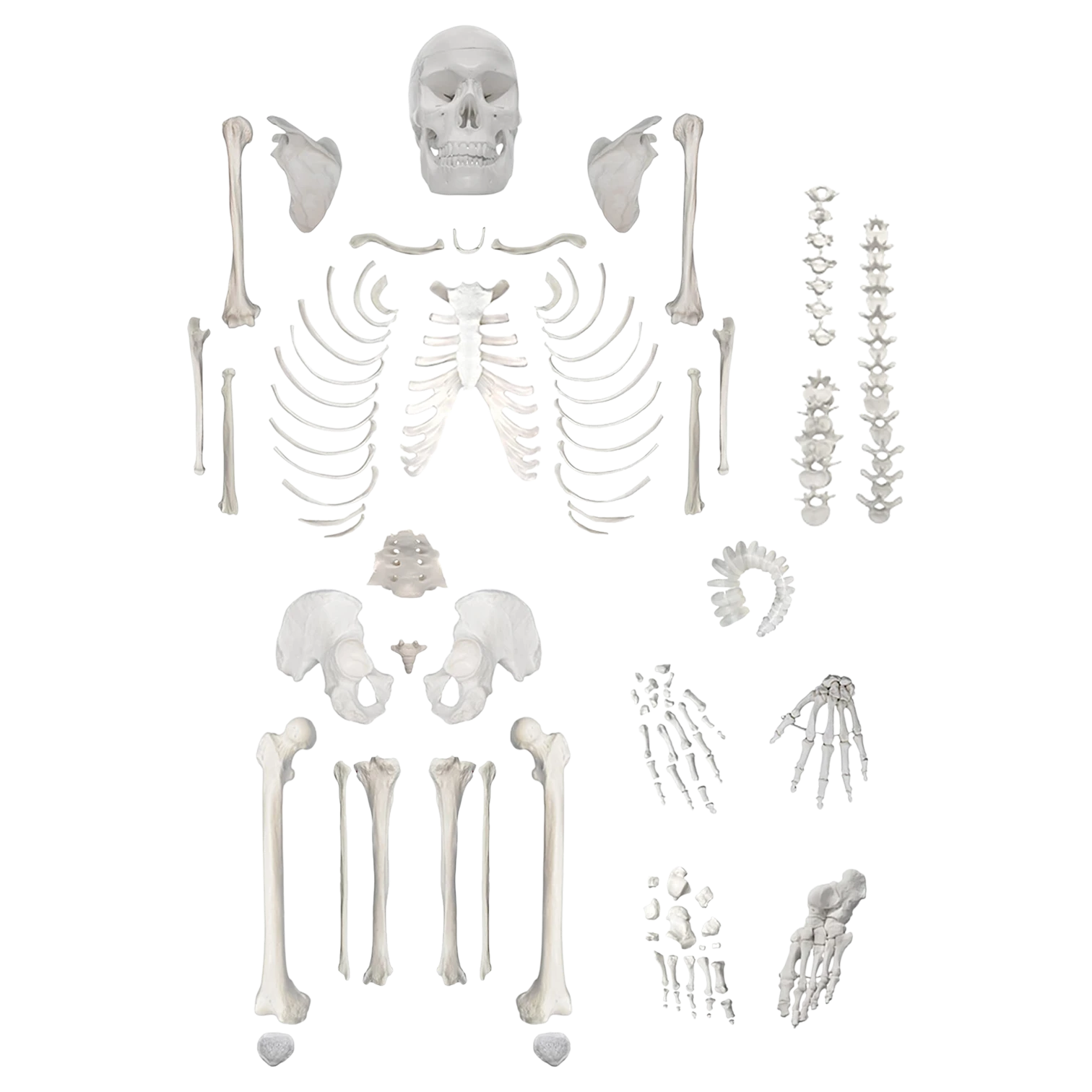 Disarticulated Skeleton