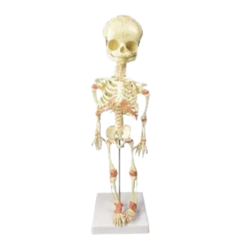 Fetus Skeleton