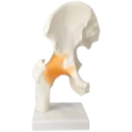 Hip Joint Model Flexible