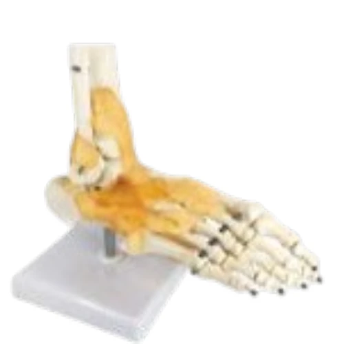 Foot Joint Model Flexible