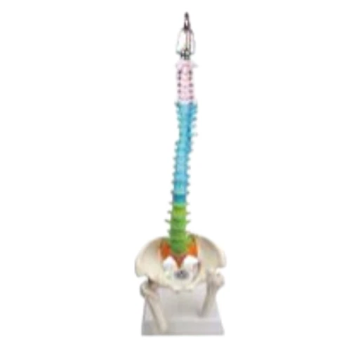 Didactic Vertebral Column, Half Size