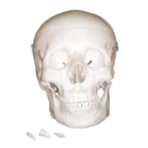 Life Size Skull