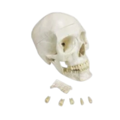 Skull with Removable Lower teeth