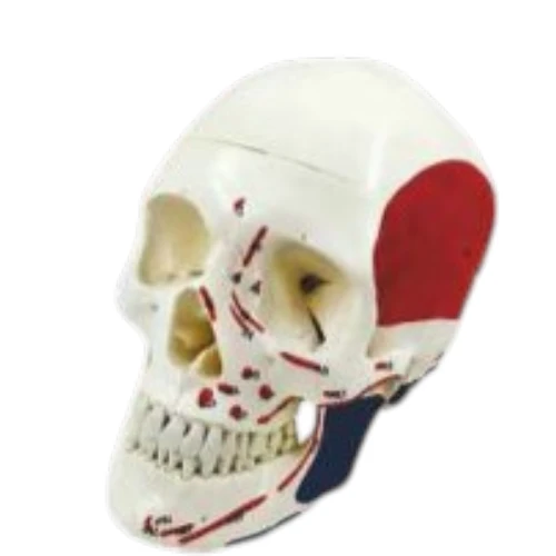 Skull Model Life size Painted- Numbered PVC