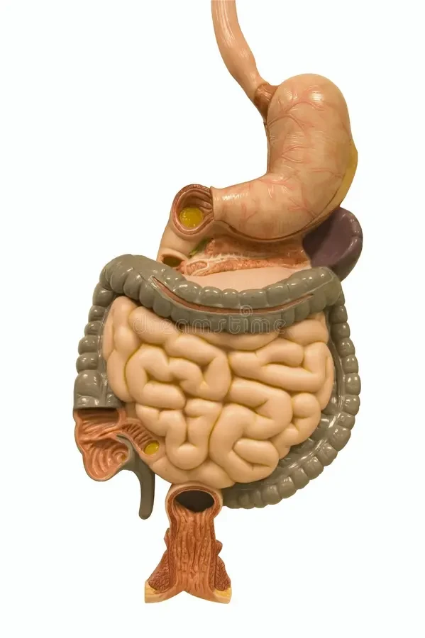Intestines Model Mini