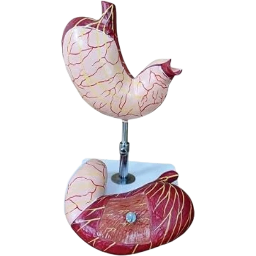 Stereoscopic Stomach Model, 9 Parts