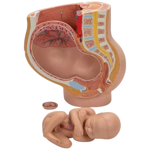 Female Pelvis Anatomical...