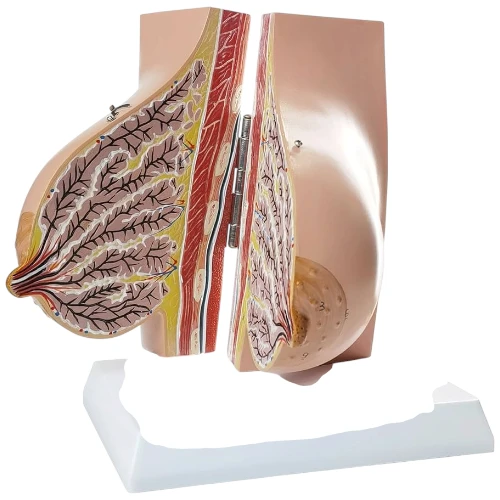 Breastfeeding Anatomy Mod...