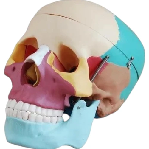 Life Size Coloured Skull