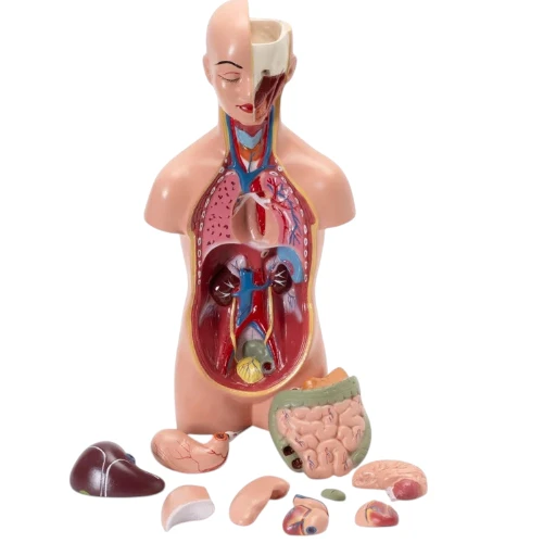 Human Torso Small